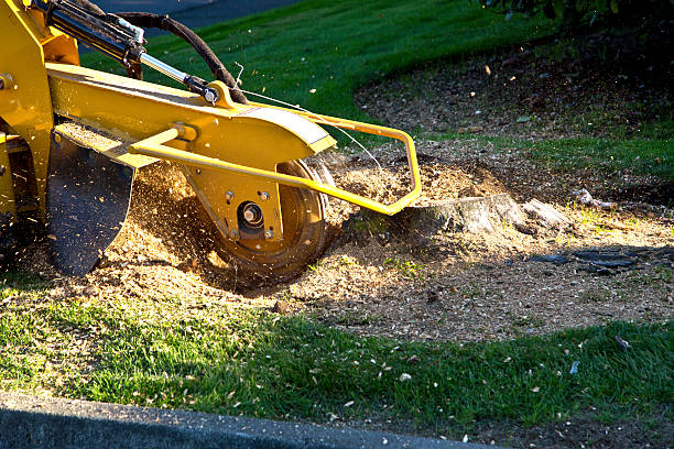 Landscape Design and Installation in Maunawili, HI